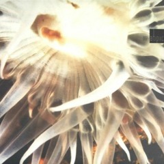 Romar - 007.1 - Atipic
