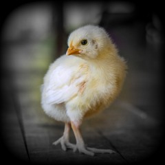 "Chicken fried saleswoman private" - fantasy on street songs 1917