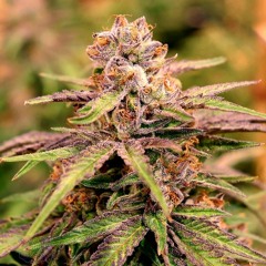 Get Weeded ft. WANDER