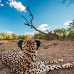 Cool blue eyes (2019)