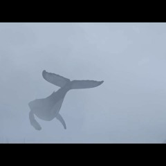 Adam Counts - All I Want (Ft. Sarah Blasko)   With Lyrics(240p).3GP