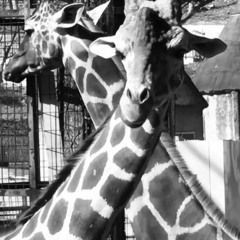 Weekend / 5lack [guitar remix]