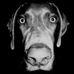 The Dog (Sad Boom Bap Beat)