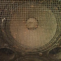 EAST CLARE (The Geezer & Illegal Swede)