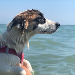 Alphasheep (Wiener Mischung)- Sheepology #30 Deep Sunset Mix