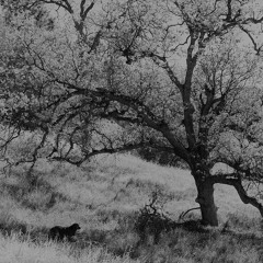 Oak Tree