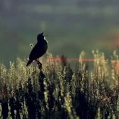 Stive Morgan - Magic World Of Illusions[HD]