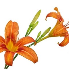 Daylily's Duet