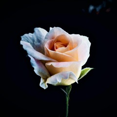 Nicholas Antony - Desert Rose