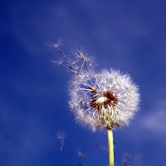 Dandelion Clocks