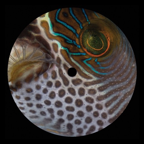 PREMIERE: Aleksandir - Trying Your Luck