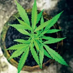 Fourth Commandment ft. tuvidubi & Daniel P