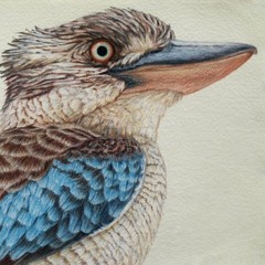 Kookaburra
