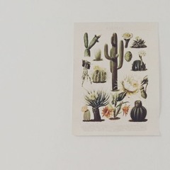 Hojas y, de repente, cactus.
