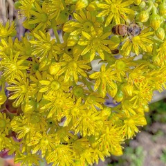 Mid of the Night (remix)