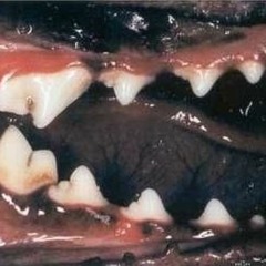 A$H - OWS TALAGA? (J.PZRRO KURIMAW BRNDOOM)[prod. by serena_D.C]