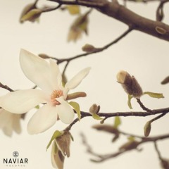 magnolia sky ~ naviarhaiku282