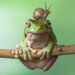 IKKI - The frog and the snail (NEW LIVE EXTRACT)