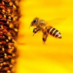 Echos - 6A - Energy 5