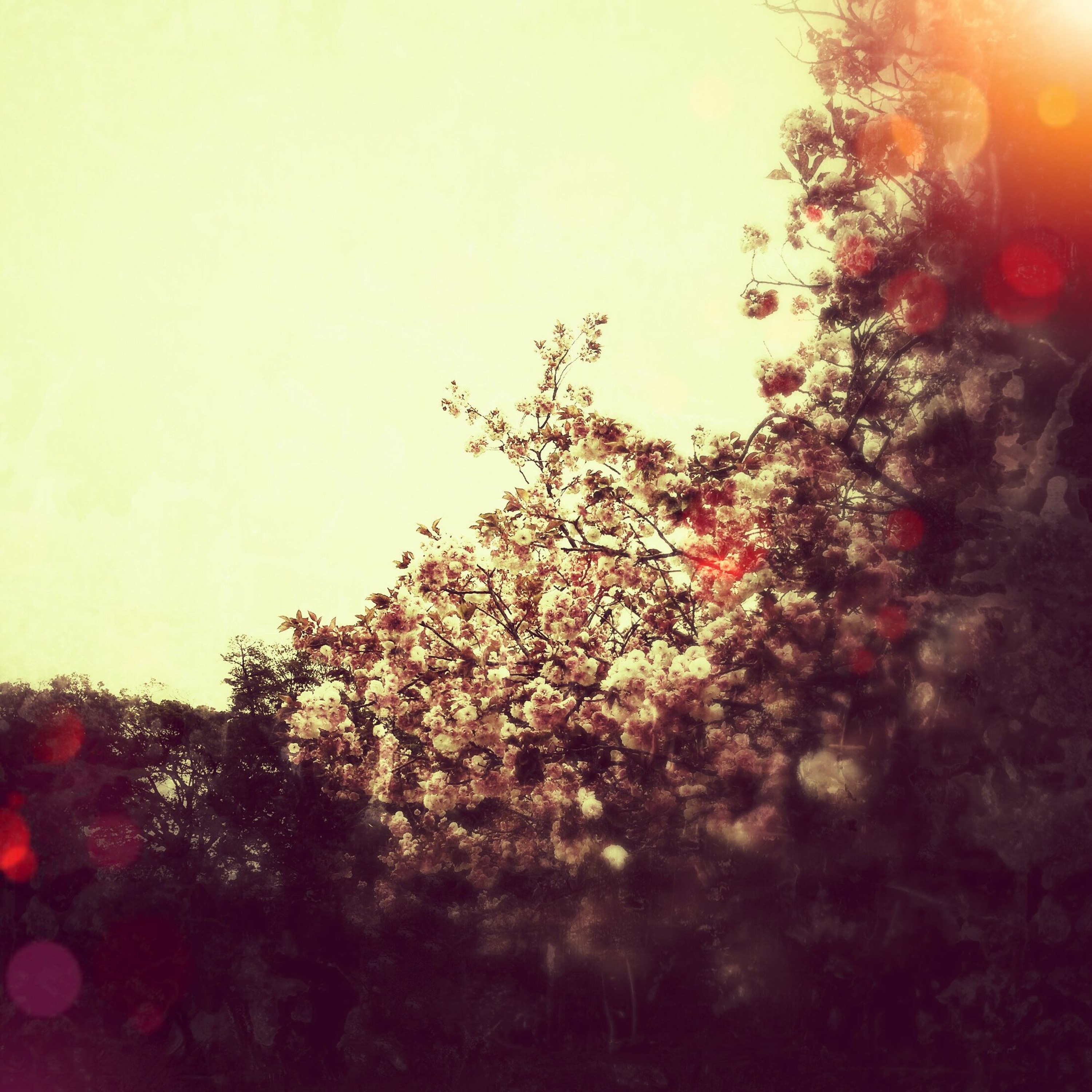 kaolu_euphony