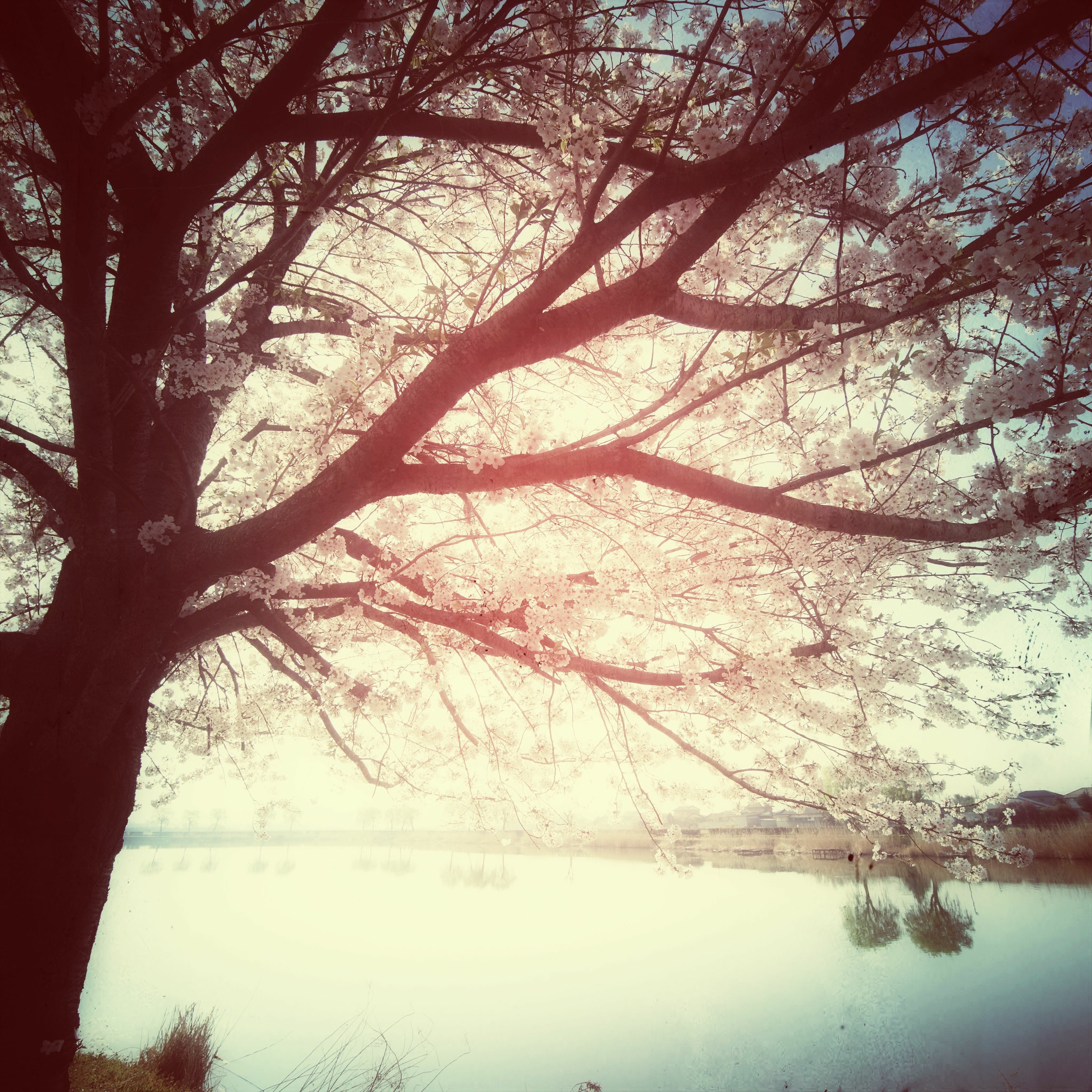 kaolu_euphony