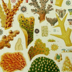 Seafloor Dawn Chorus - Ensemble Recherche