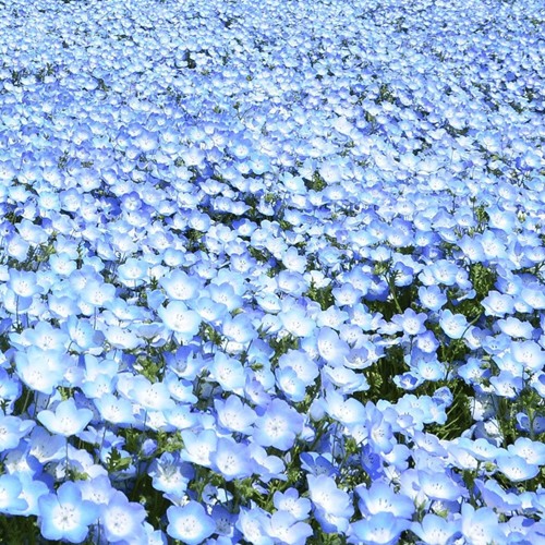 Wings of an Angel by Lauren Alaina (cover)