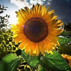 Capital A (Produced by origamibeats)