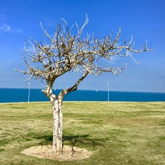 Standing like a Tree :) Tal avni