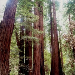 So Still (Live Performance Excerpt)- Brian Tate