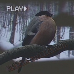 time for me to act like a psychopathic BULLFINCH