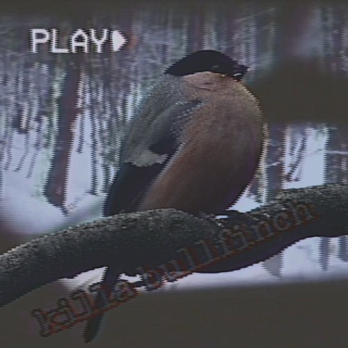 time for me to act like a psychopathic BULLFINCH