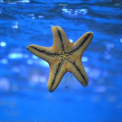 3. Starfish