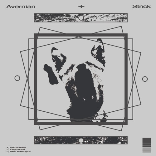 Premiere: Avernian - Dog Pound [Circular Jaw]