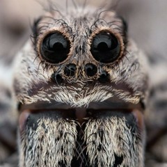 Sad Spiders