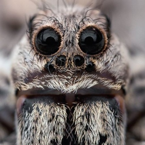 Sad Spiders