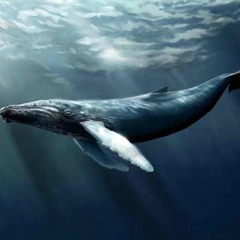 whale