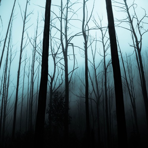 Lost In The Forest Series