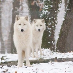 Documentaire Animalier : "Les loups blancs fantômes de l'arctique" Voix Française FIFO
