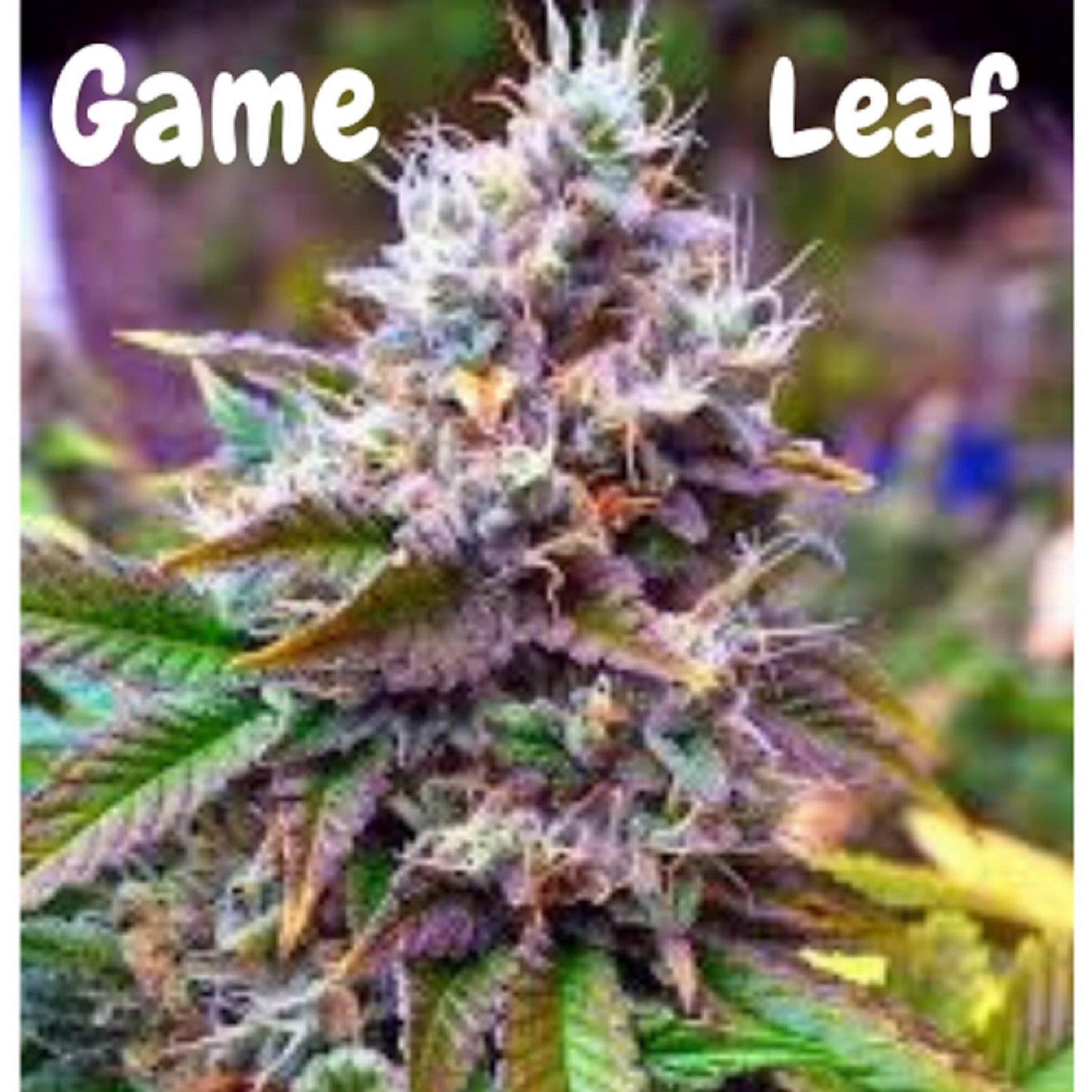 Game Leaf episode artwork