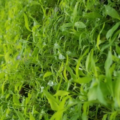 KittyxMouseDemo_2.mp3