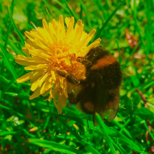Mr.Bumble-Bob (interlude)