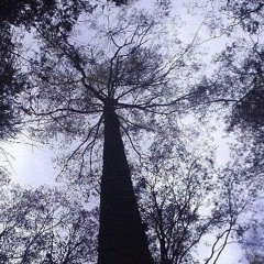 La Rutina Social - AFlor-DePiel