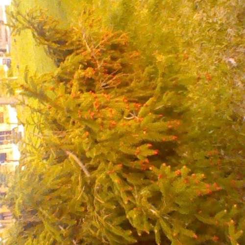 mcii w/Erra Fields 1999 - V8.9. Android Edit