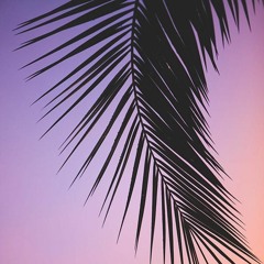 palm tree
