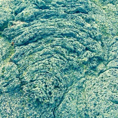 Photograph of a legendary greyhound