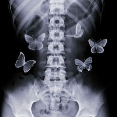 The Fragile Butterflies Of Our Love (tickling My Belly)