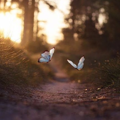 Stream Butterfly Fly Away Short Cover by Oushinbee Listen online for