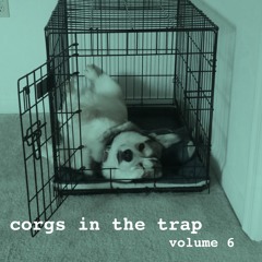 Corgs in the Trap #6