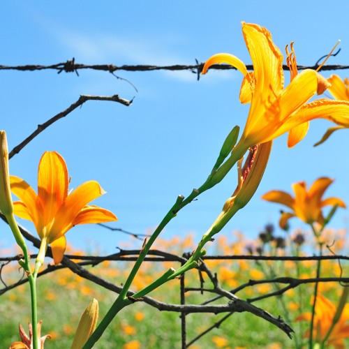 Witchtape #47 | Guest Wizz : Daniel Steinfels